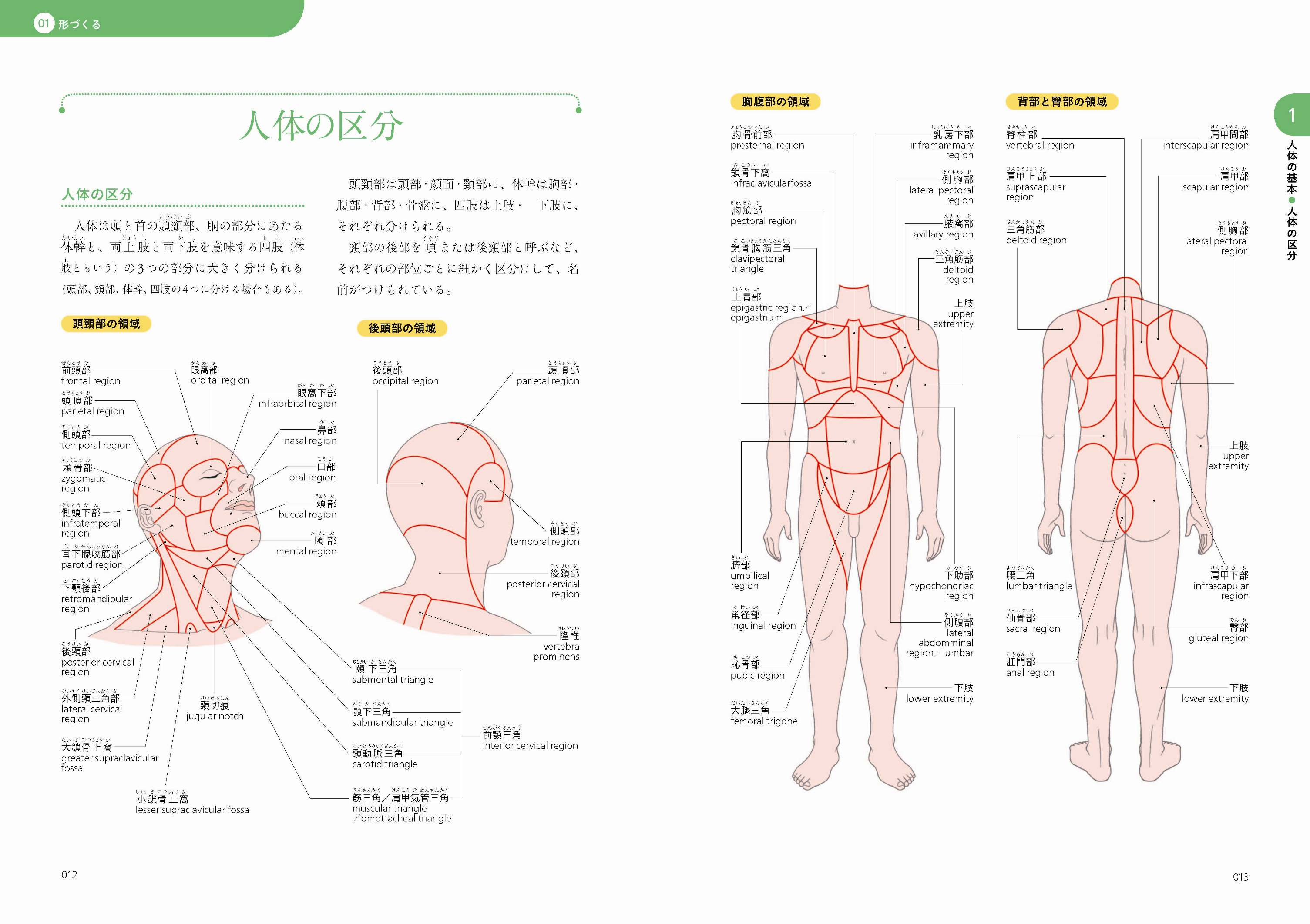 X Knowledge しくみが見える体の図鑑